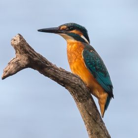 Bill Norfolk - Kingfisher On The Loire